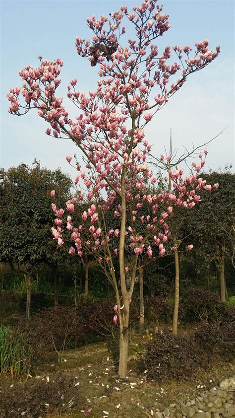 玉兰树|玉兰（木兰科玉兰属植物）